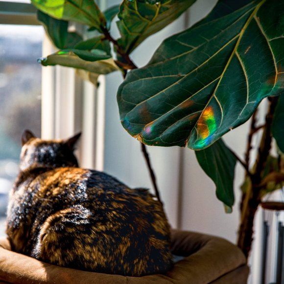 Meet your Posher, CrumbsOfShadow - Picture 4 of 4